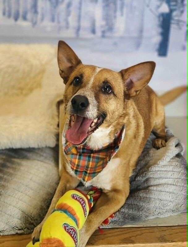 Picture of the Animal Listed